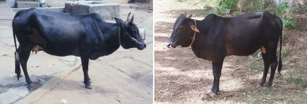 Malnad Gidda cow and bull shown side by side