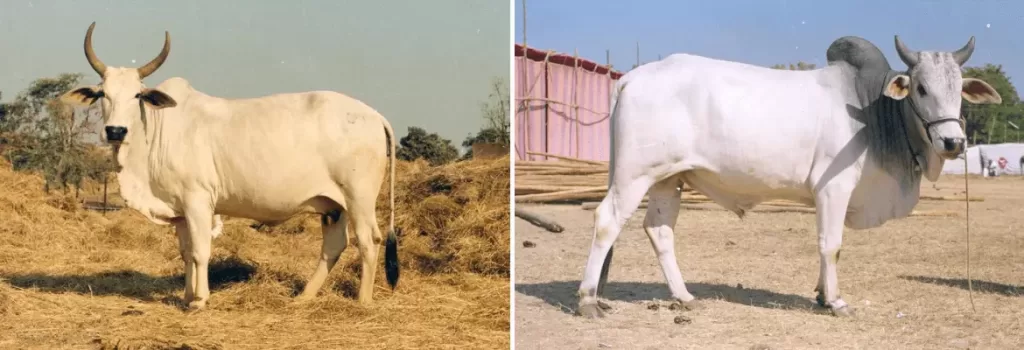 Malvi cow and bull shown side by side