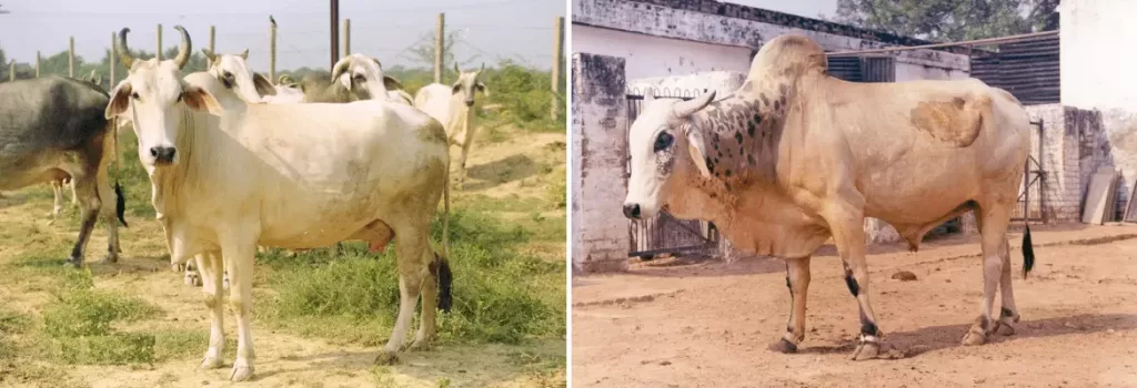 Mewati cow and bull shown side by side