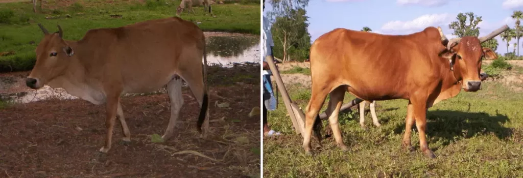 Motu cow and bull shown side by side