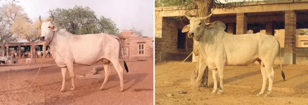 Nagori cow and bull shown side by side