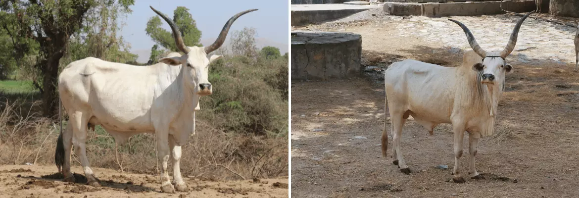 Nari cow and bull shown side by side