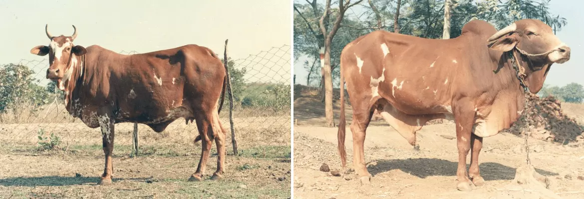 Nimari cow and bull shown side by side
