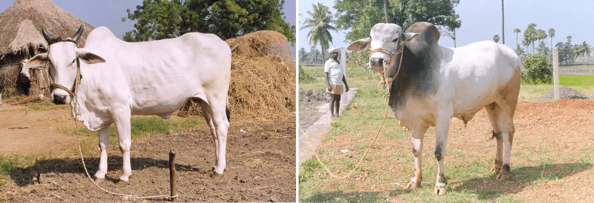 Ongole cow and bull shown side by side