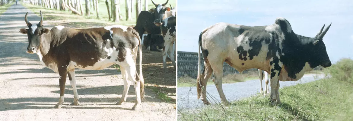 Poda Thirupu / PodaThurpu cow and bull shown side by side