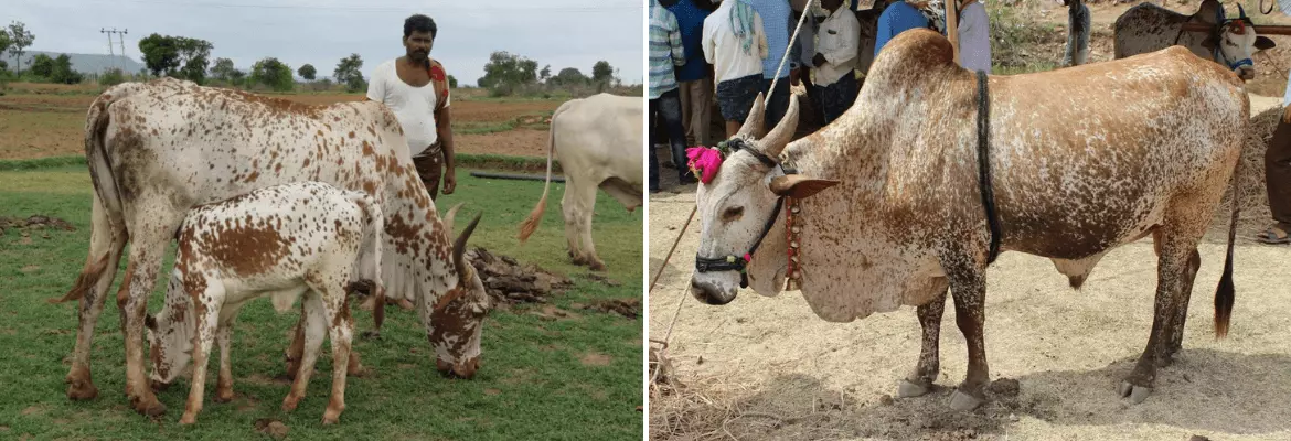 Ponwar cow and bull shown side by side