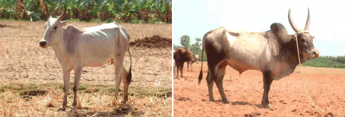 Pulikulam cow and bull shown side by side