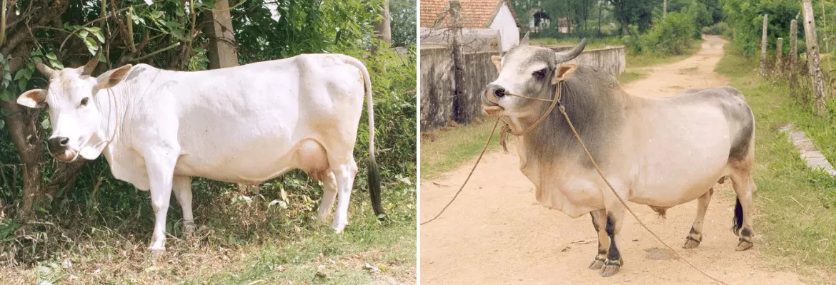 Punganur cow and bull shown side by side
