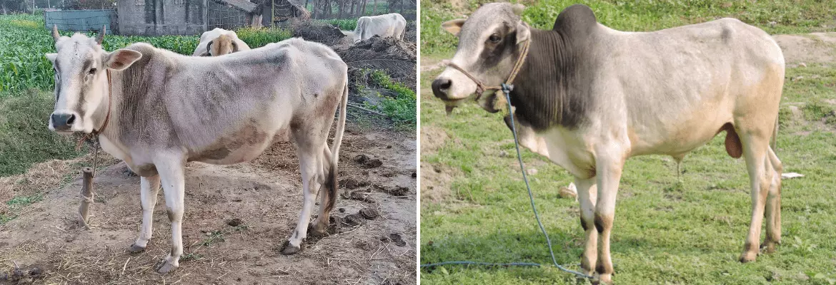 Purnea cow and bull shown side by side