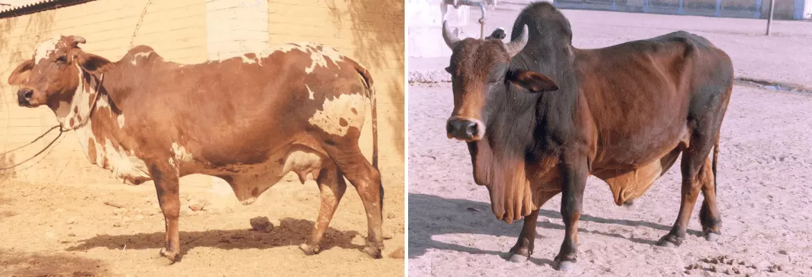 Rathi cow and bull shown side by side