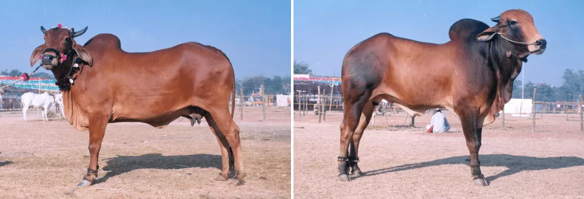 Red Kandhari cow and bull shown side by side