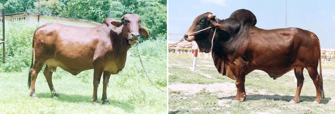 Red Sindhi cow and bull shown side by side