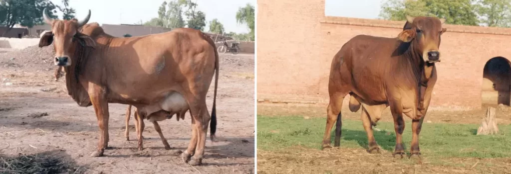 Sahiwal cow and bull shown side by side