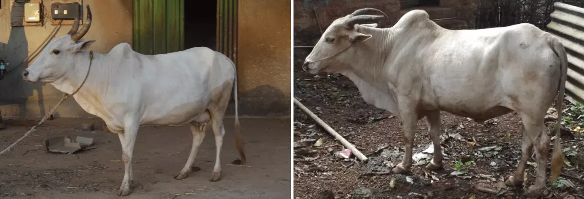 Shweta Kapila cow and bull shown side by side
