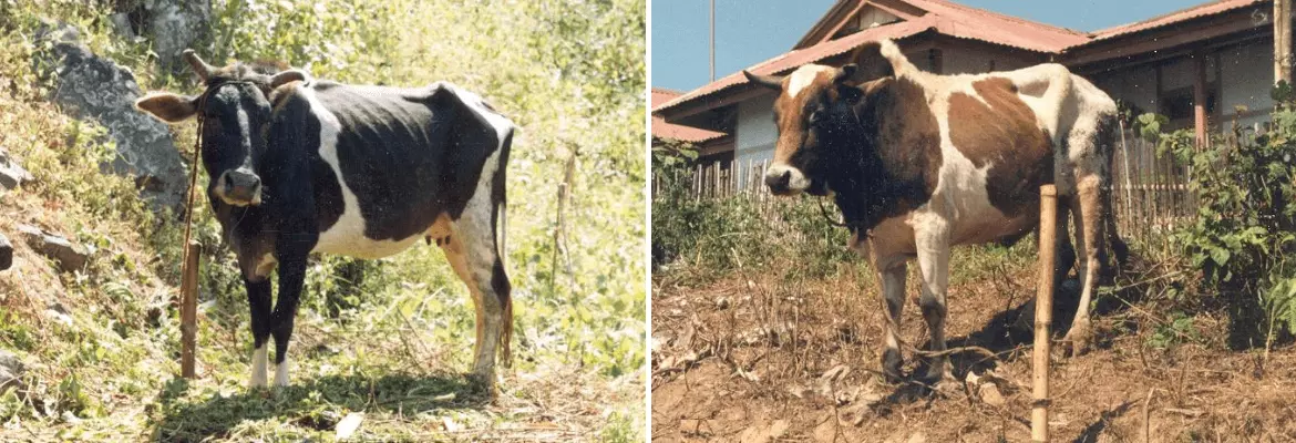 Siri cow and bull shown side by side