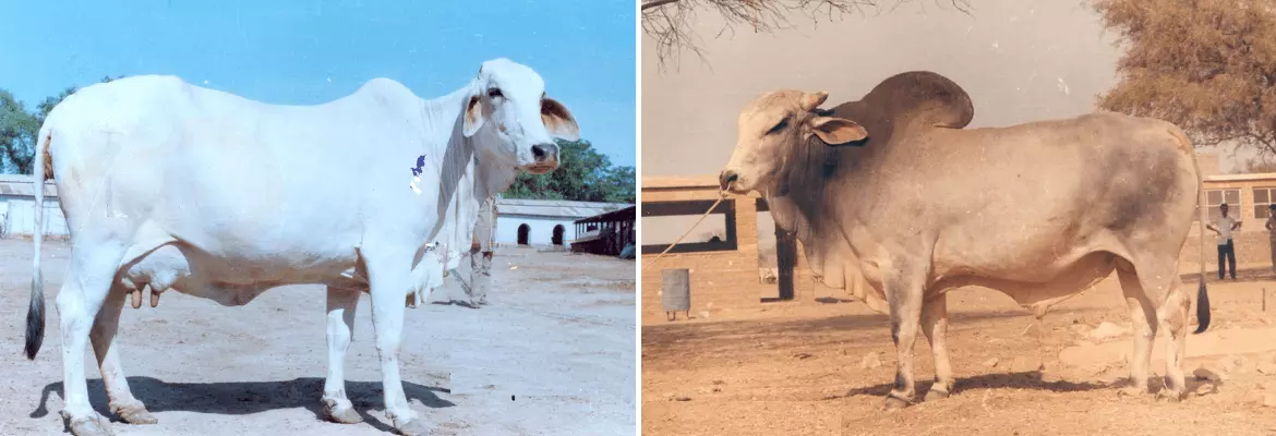 Tharparkar cow and bull shown side by side