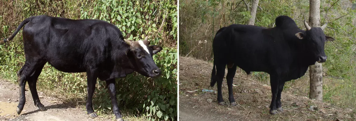 Thutho cow and bull shown side by side