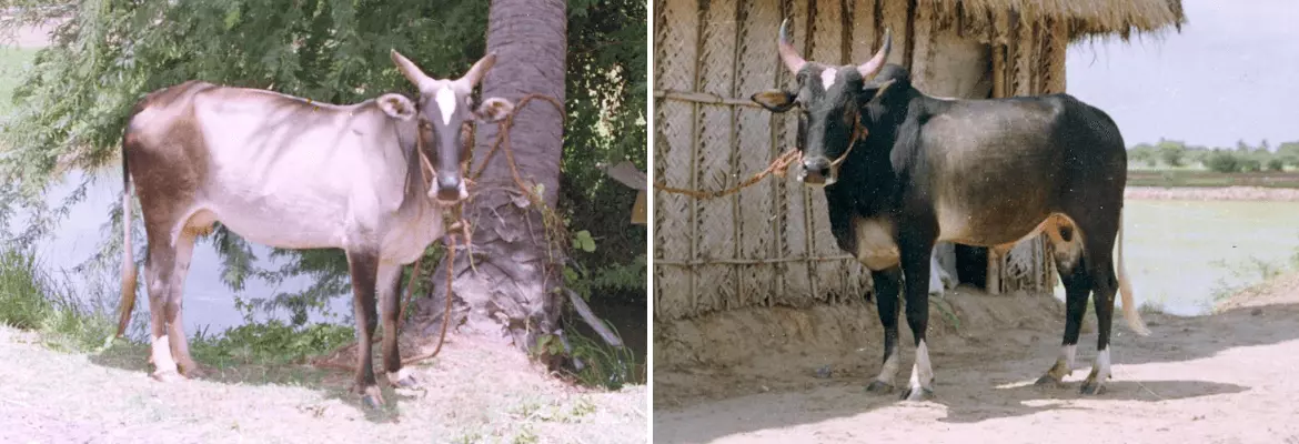 Umblachery cow and bull shown side by side