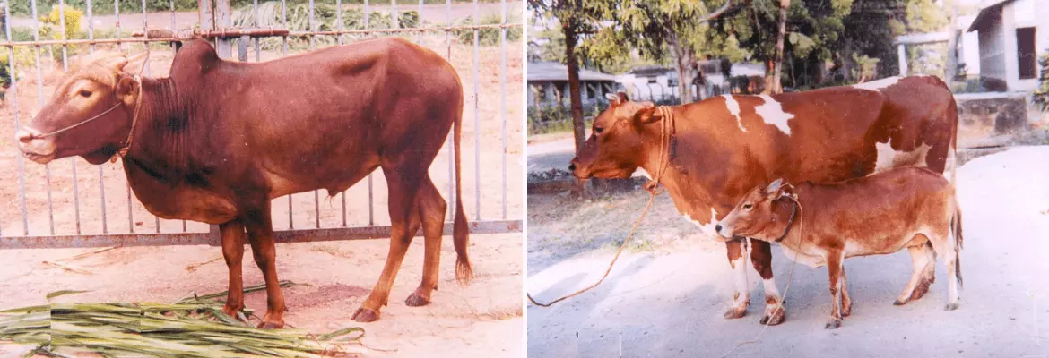 Vechur cow and bull shown side by side
