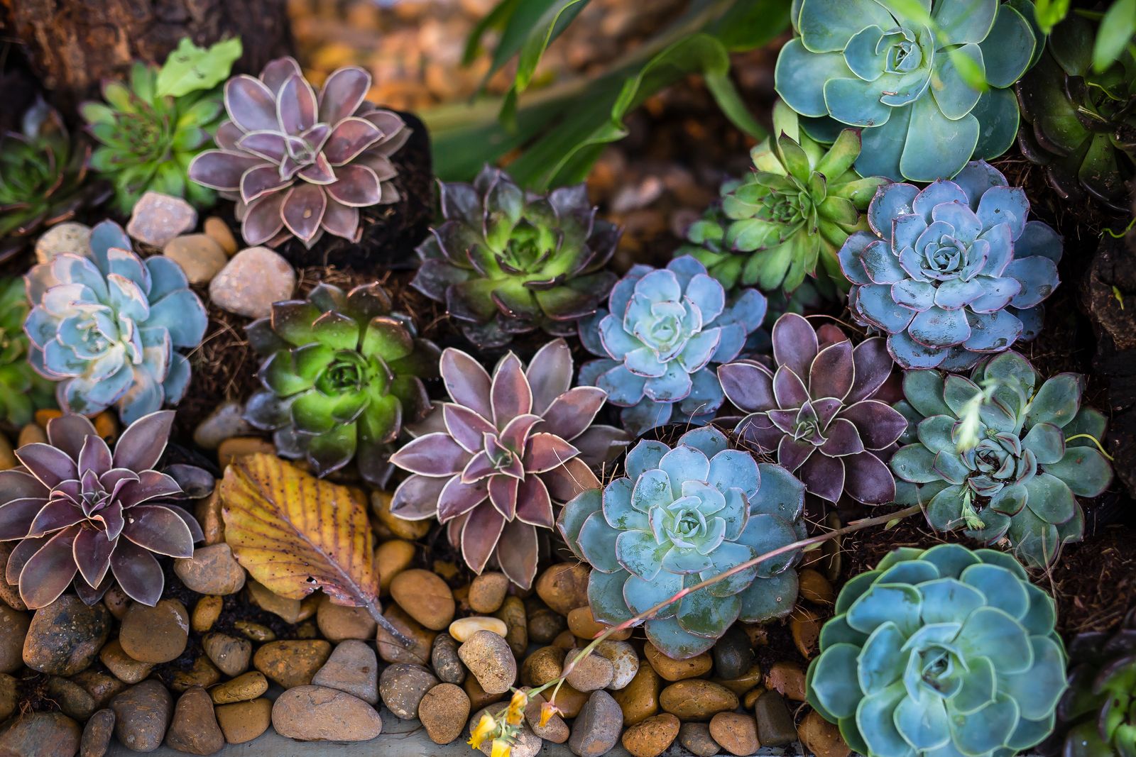 Colorful succulent plants growing among pebbles