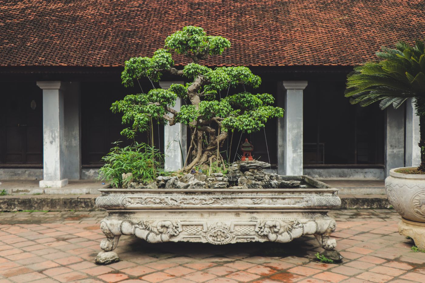 A large carefully trained bonsai tree displayed in an ornamental container