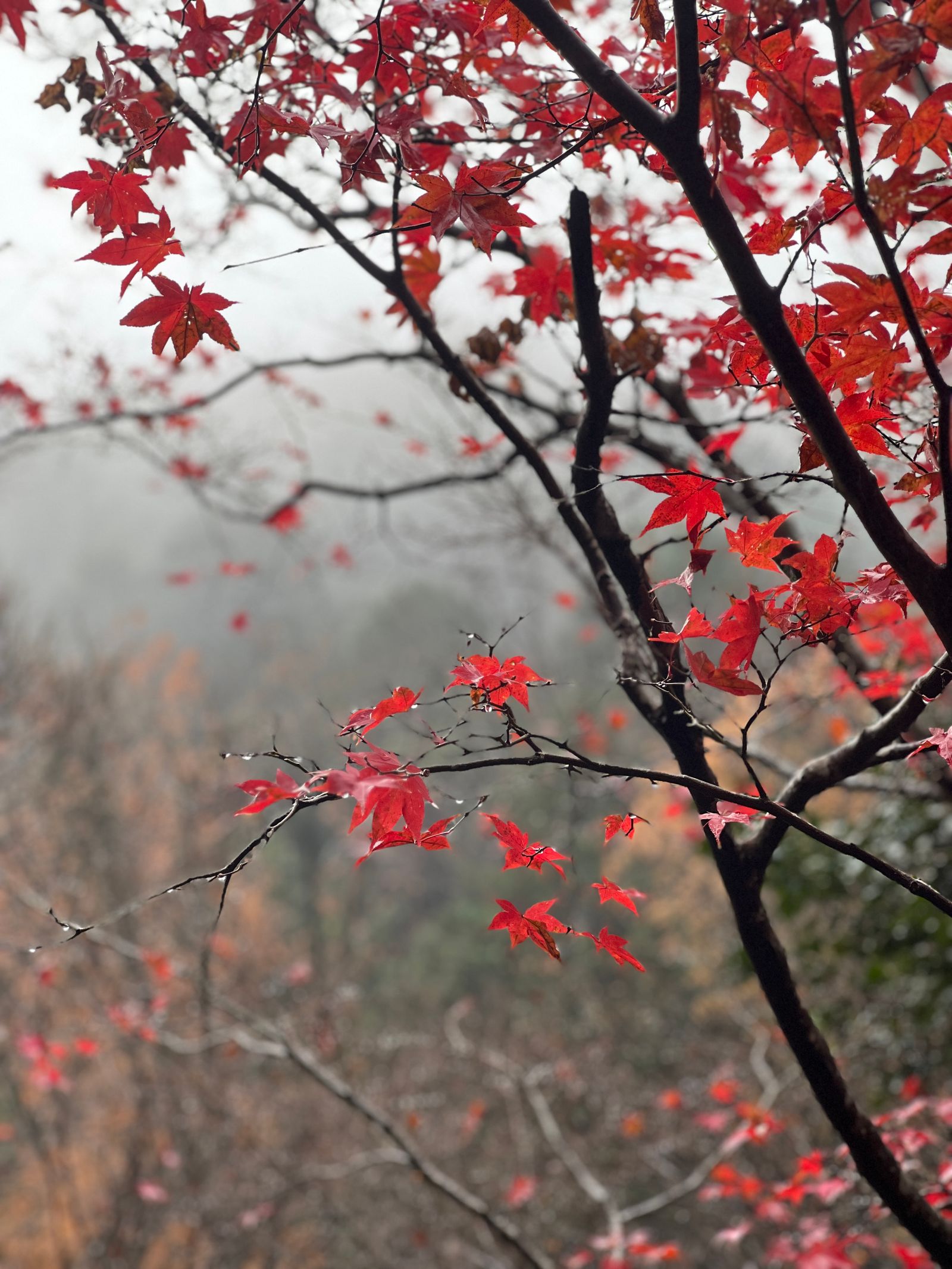 Red Japanese maple foliage in a quiet autumn garden in Kyoto