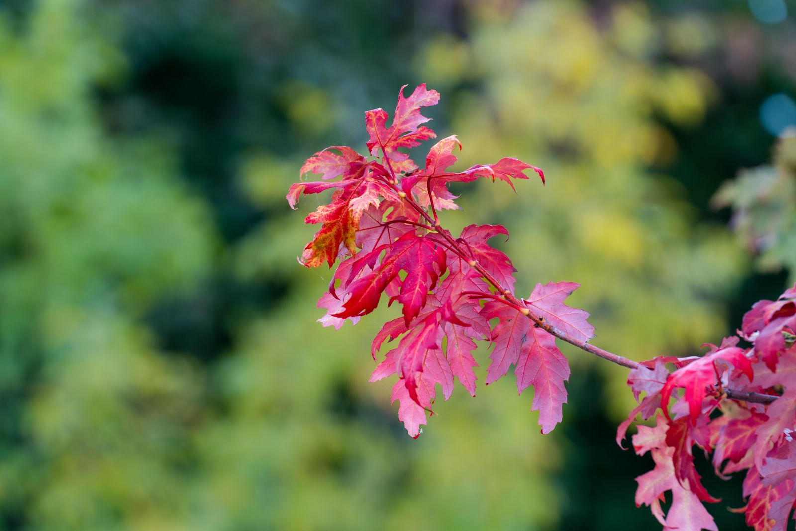 Fine red leaves of a Japanese maple against a softly blurred garden background