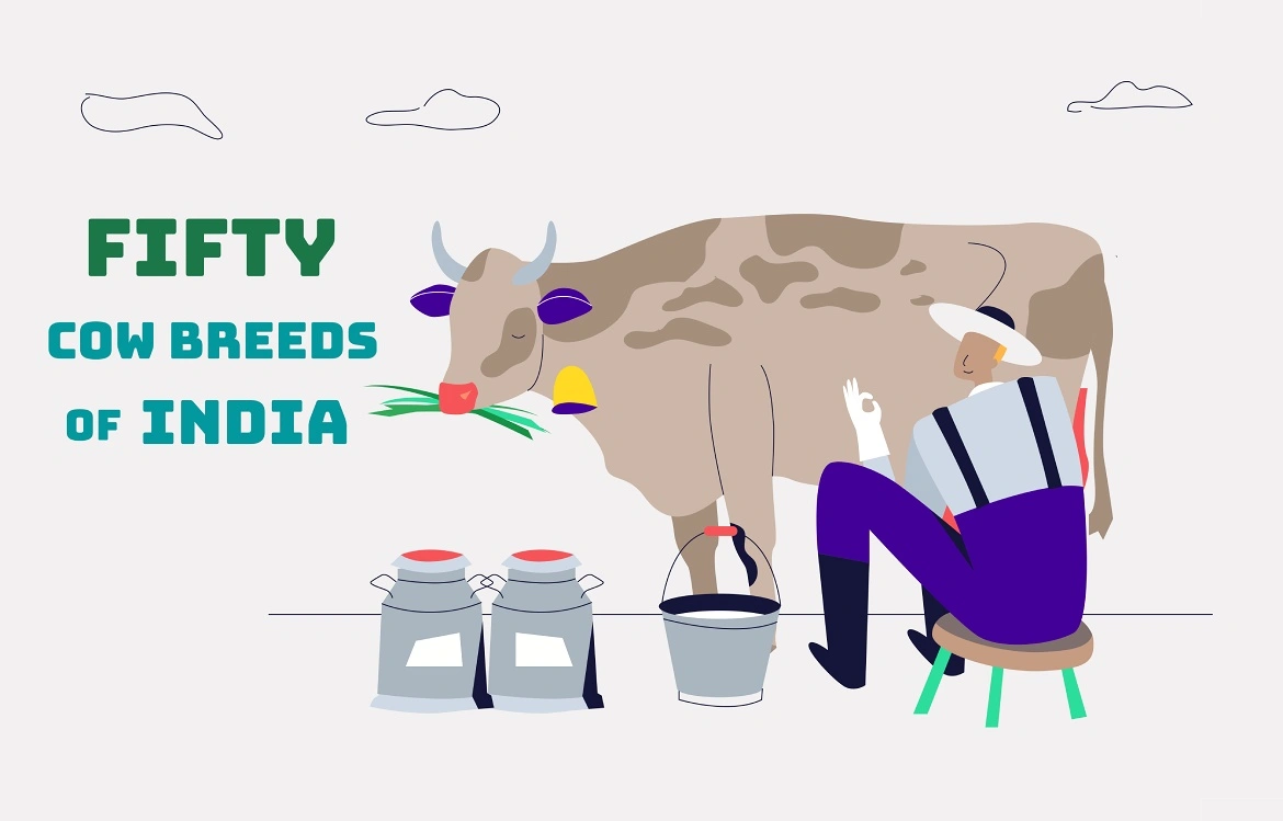Illustration of an Indian dairy cow with a farmer and milk containers