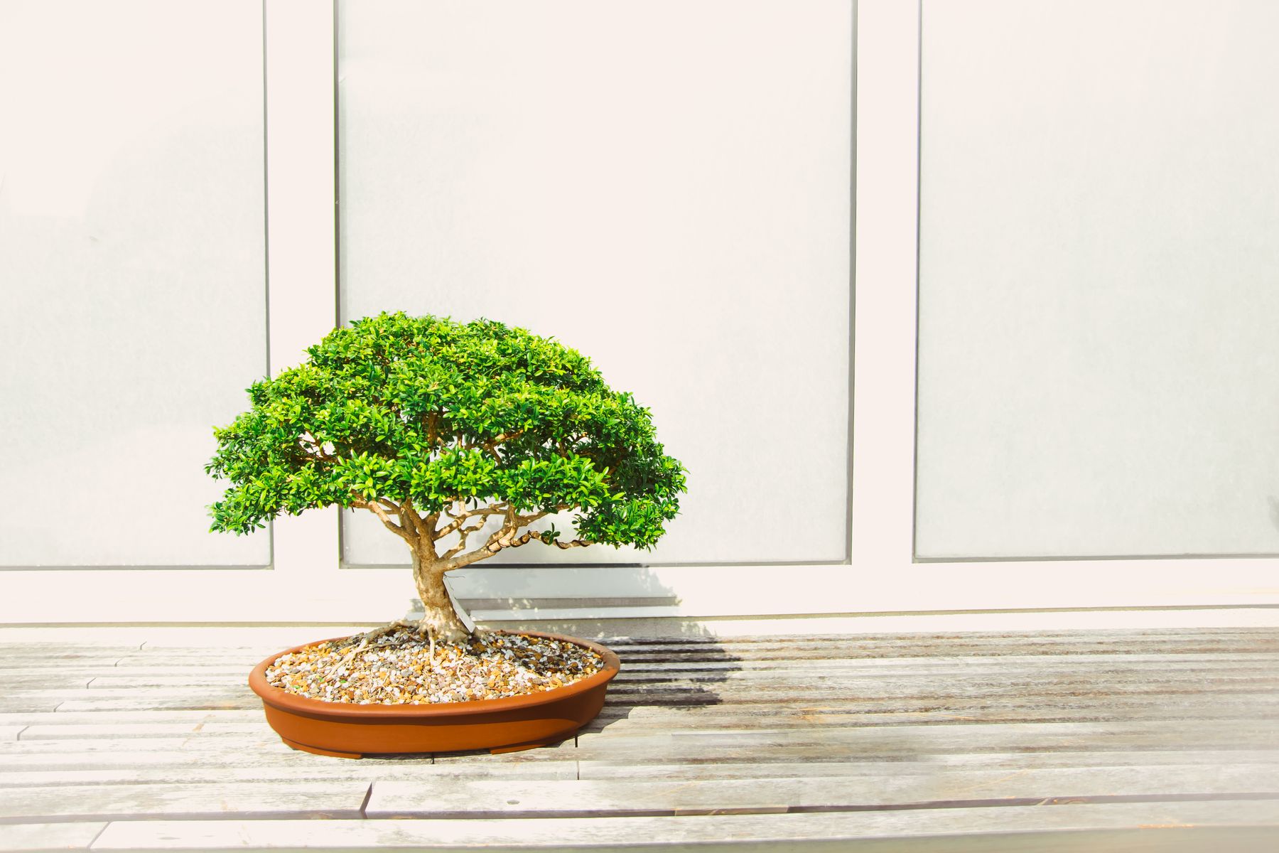 A carefully shaped bonsai tree in a shallow pot by a bright window