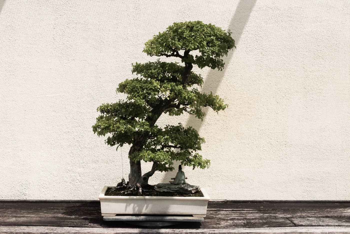 A mature indoor bonsai tree in a white rectangular pot